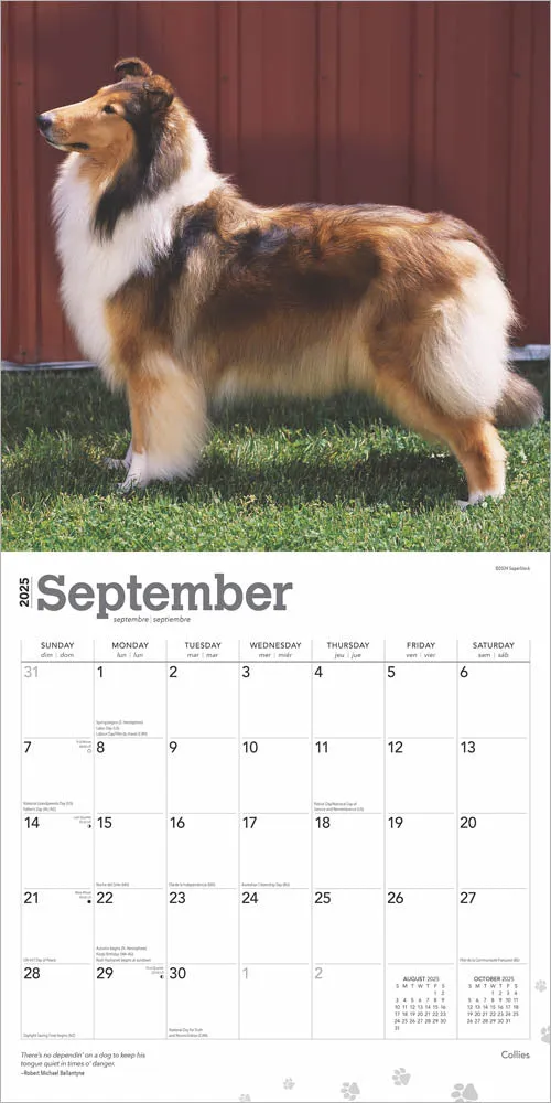 2025 Collies Wall Calendar