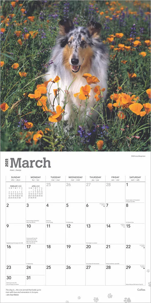 2025 Collies Wall Calendar