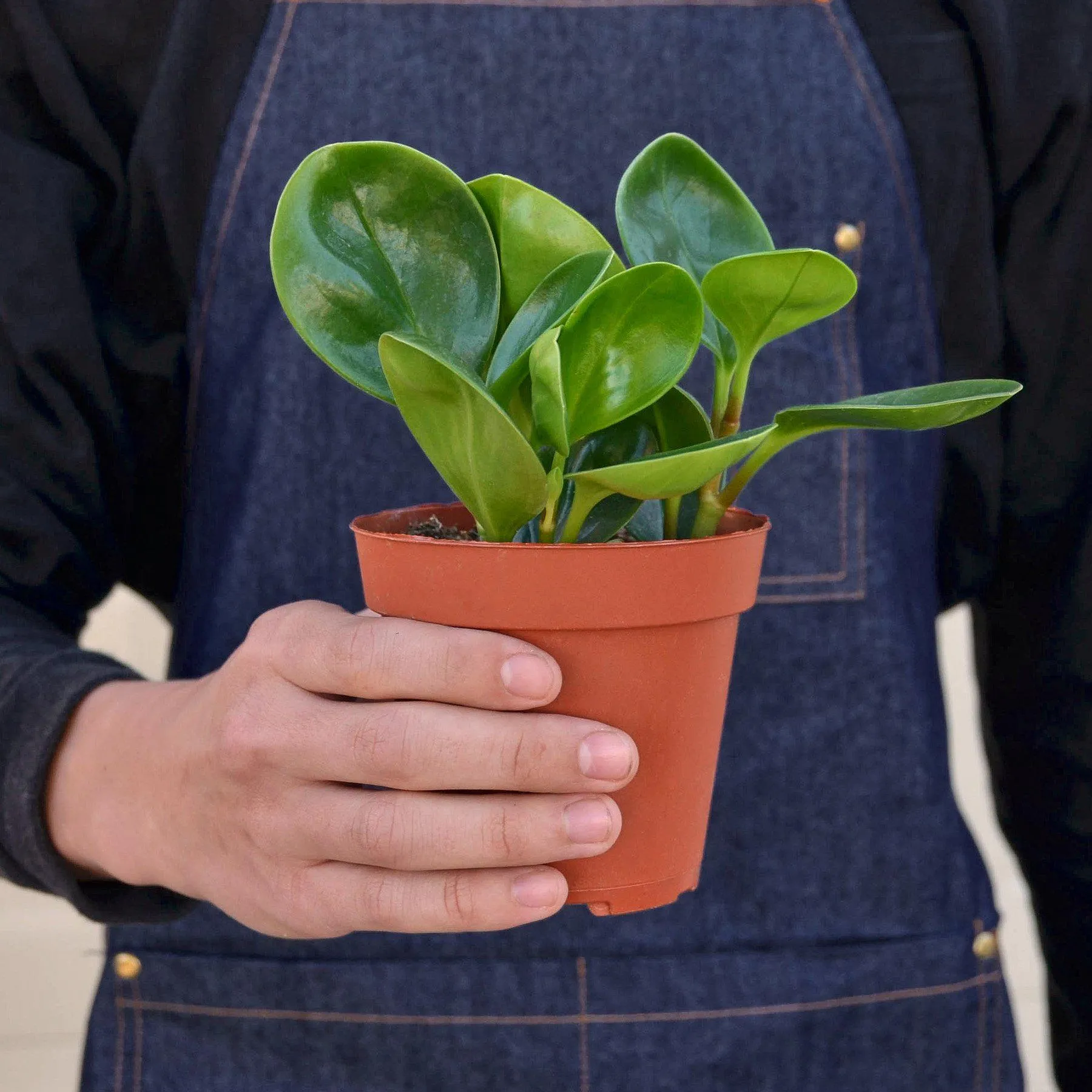 Peperomia Thailand