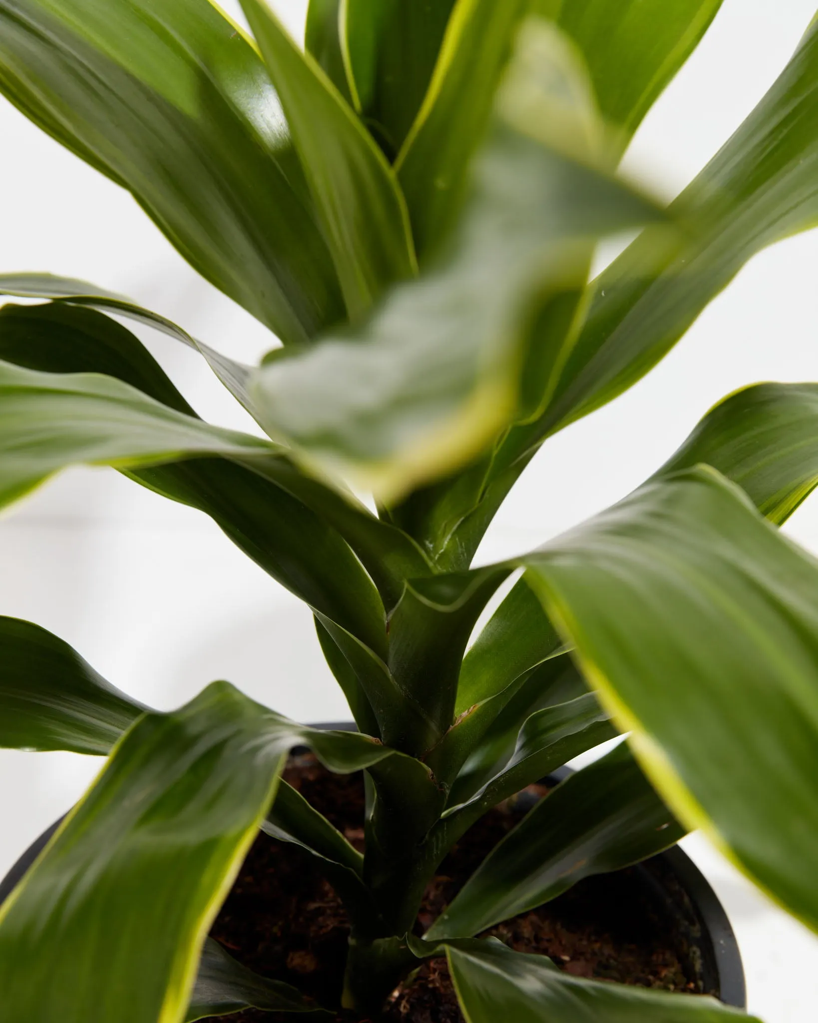 Rare Cane Arturo Dragon Tree (Dracaena)